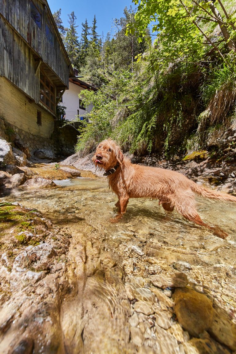 Hund im Wasser vorm Dorfbad Tannermühl
