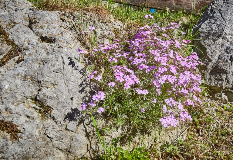 Natur pur: Blühende lila Blüten am Almbad Huberspitz